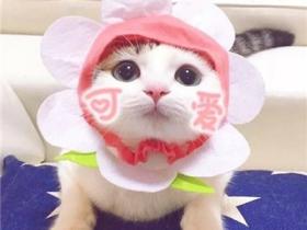 两个猫咪的情侣头像大全 一左一右可爱萌