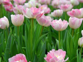 朋友圈晒花的心情短语 微信朋友圈QQ空间唯美简单说说语句